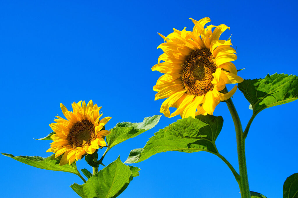 Nancy loves flowers and gardening around her home.